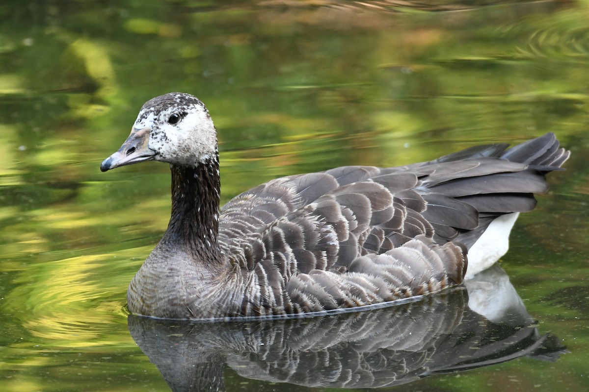Graylag x Canada Goose (hybrid) - ML638749679