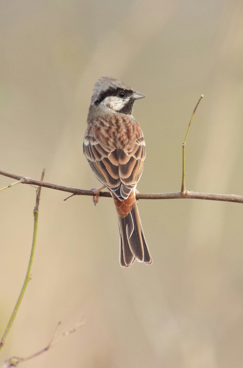 White-capped Bunting - ML638749685