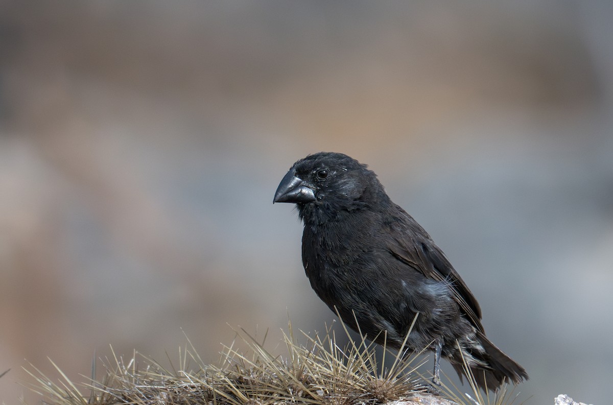 Common Cactus-Finch - ML638749686