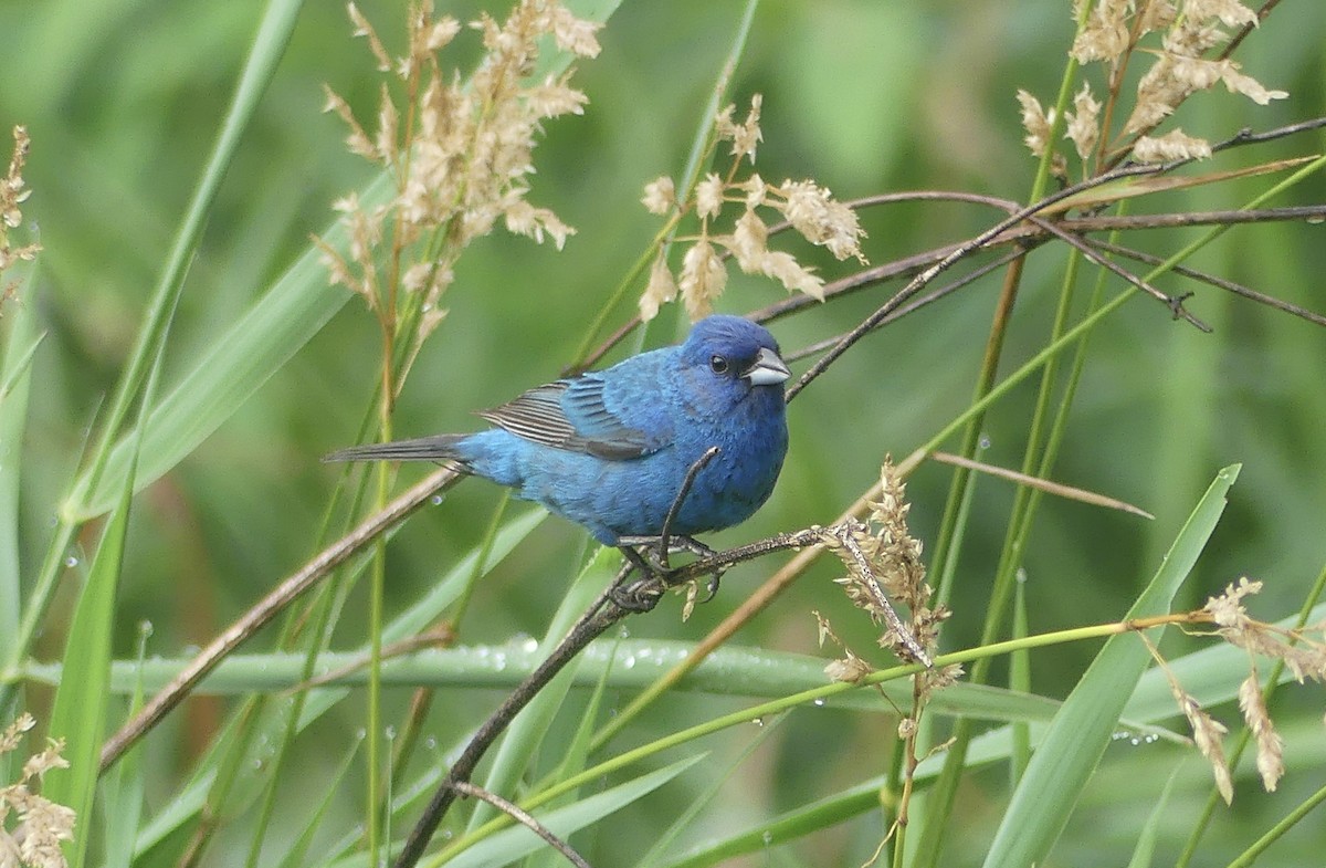 Indigo Bunting - ML638749688