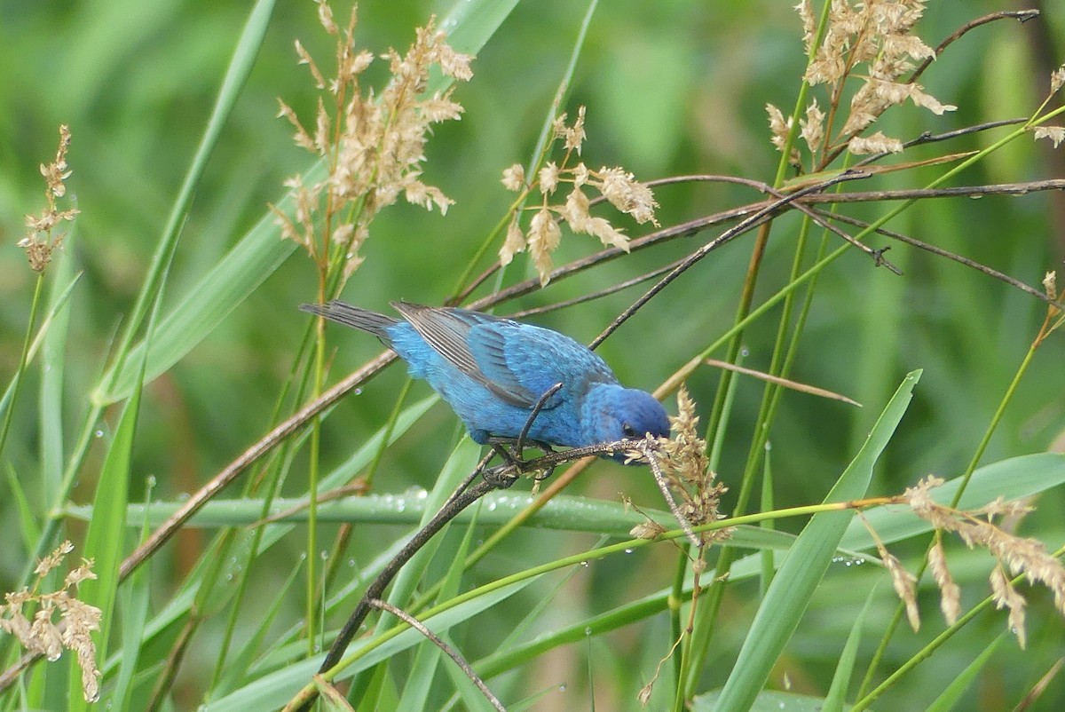 Indigo Bunting - ML638749689