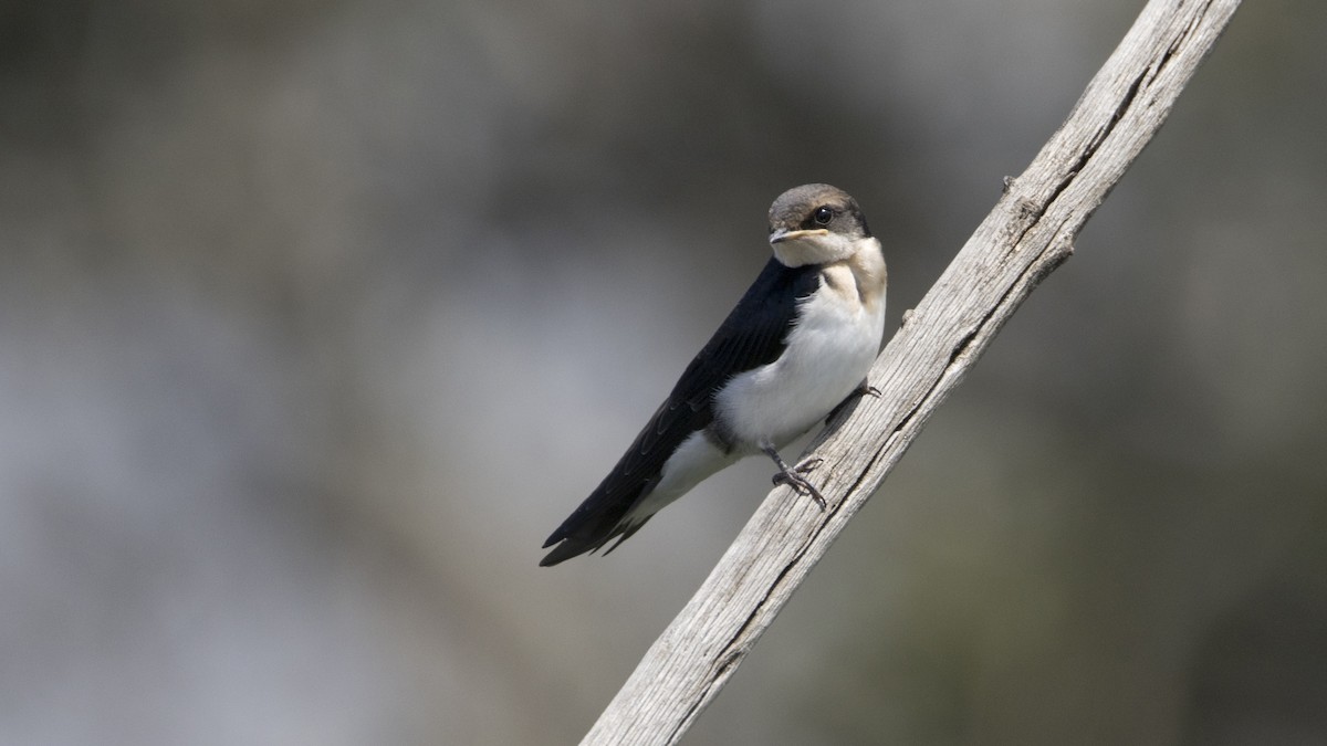 Wire-tailed Swallow - ML638749692
