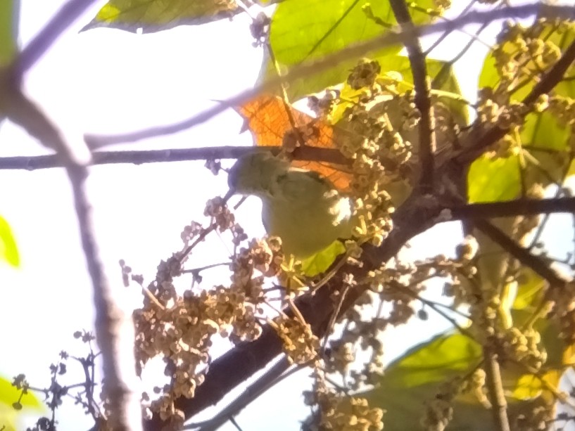 Plain Sunbird - ML638749693