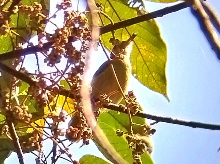 Plain Sunbird - ML638749694