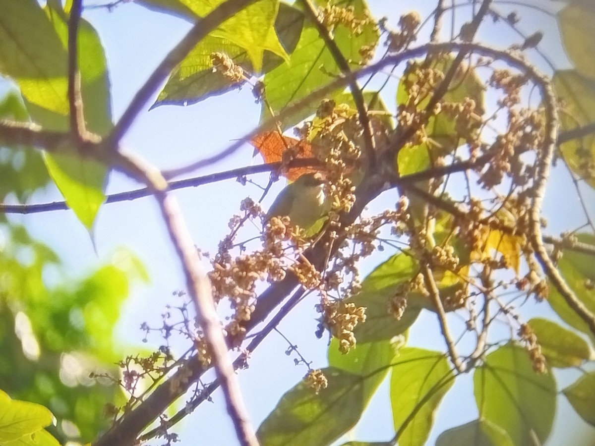 Plain Sunbird - ML638749695