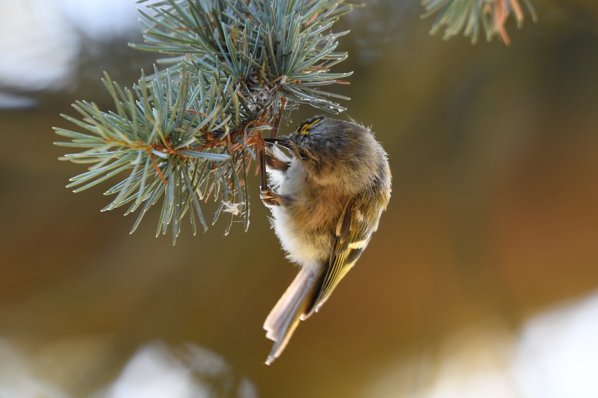 Goldcrest - ML638749696