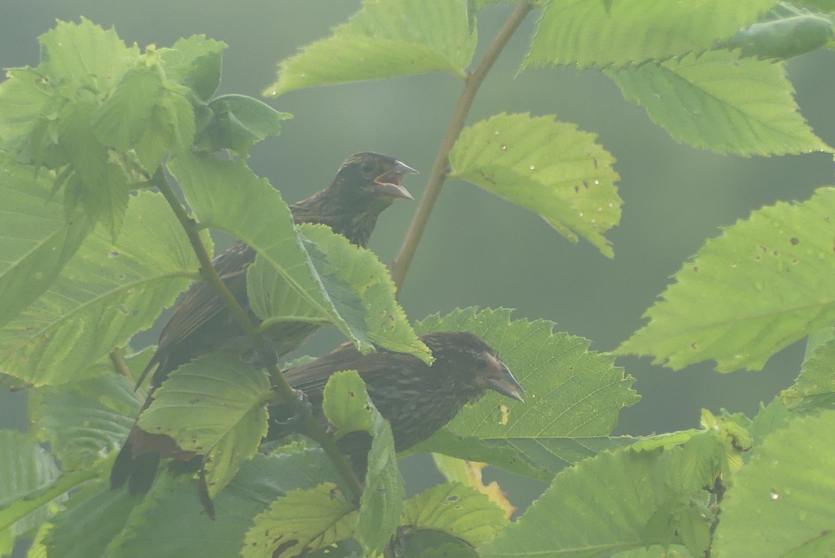 Red-winged Blackbird - ML638749697