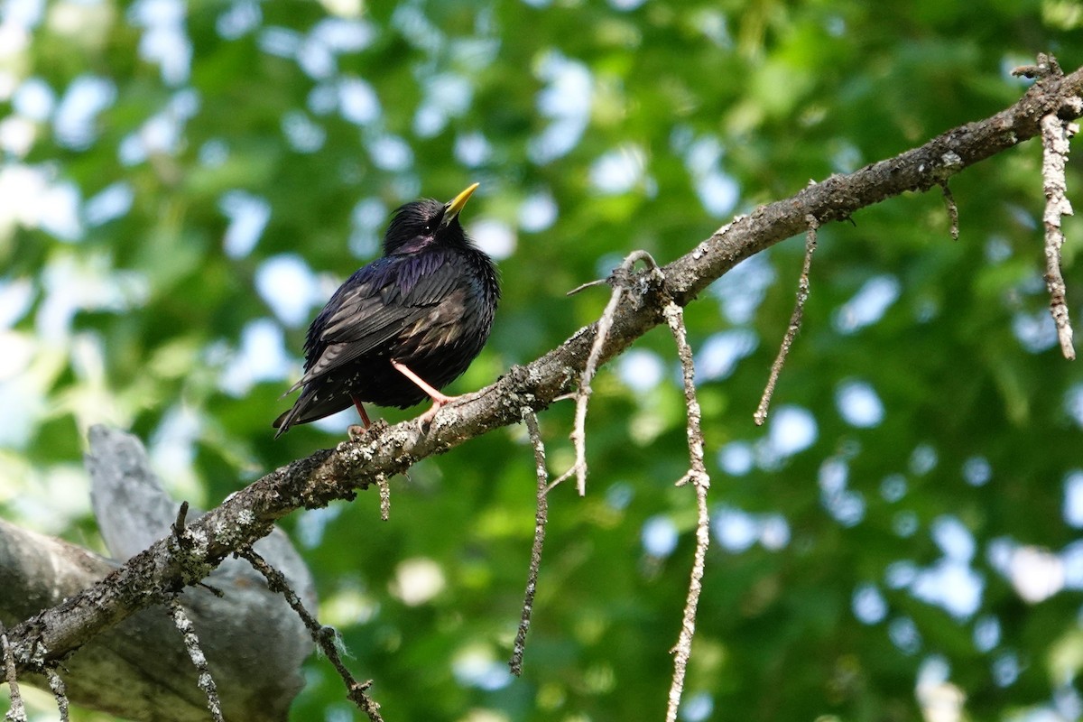 European Starling - ML638749700