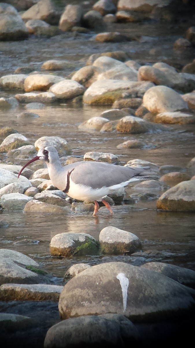 Ibisbill - ML638749732