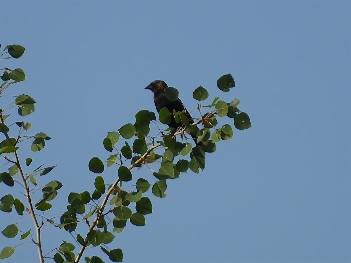 Brown-headed Cowbird - ML638749736