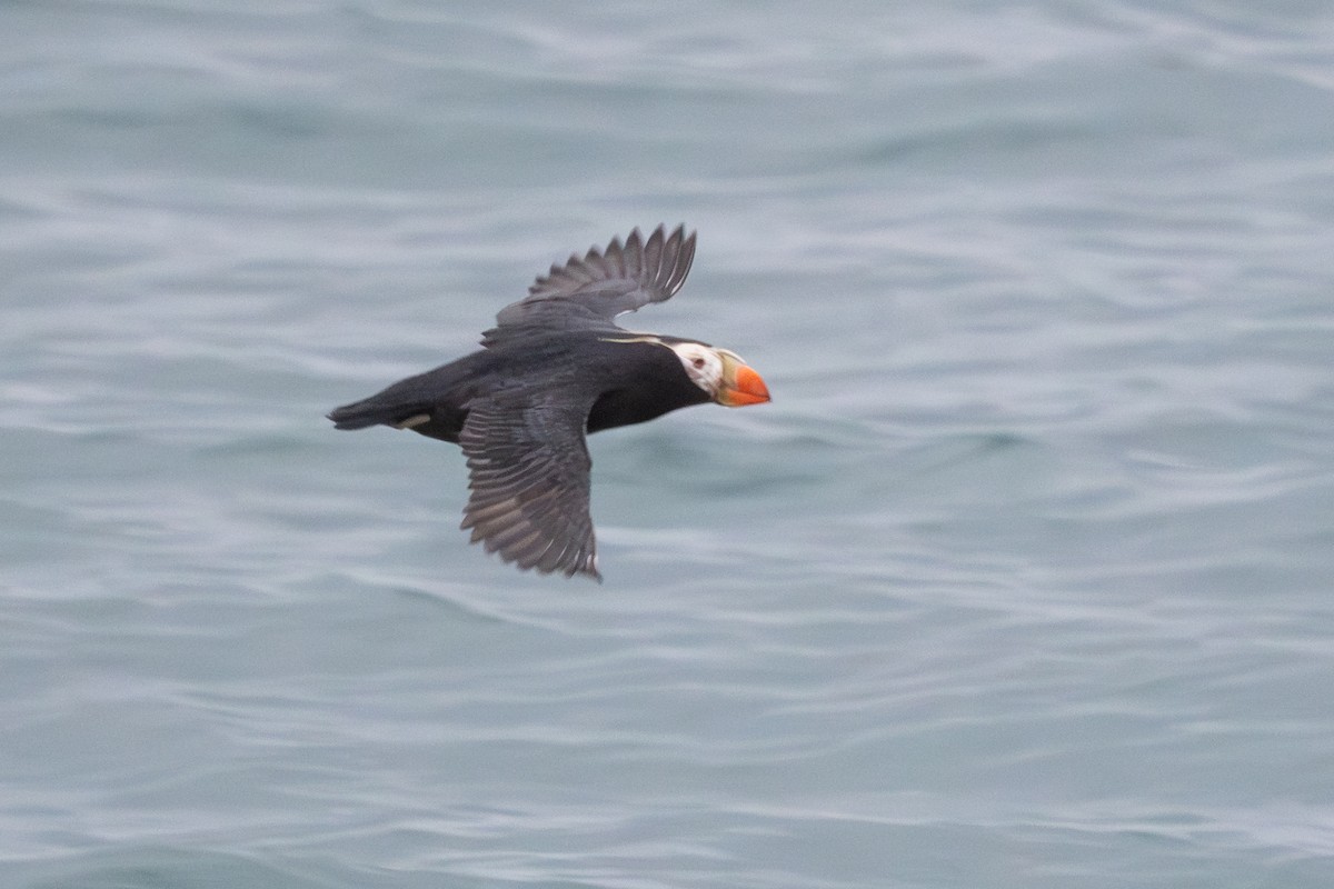 Tufted Puffin - ML638749737