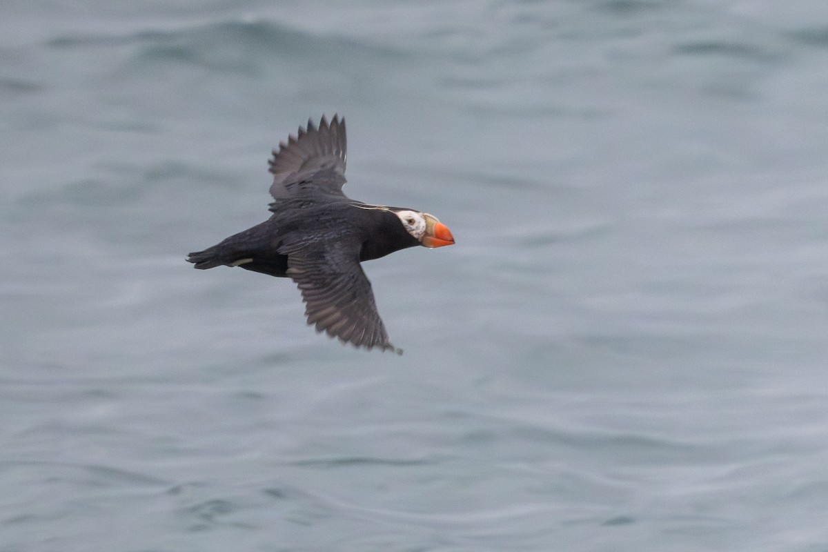 Tufted Puffin - ML638749738