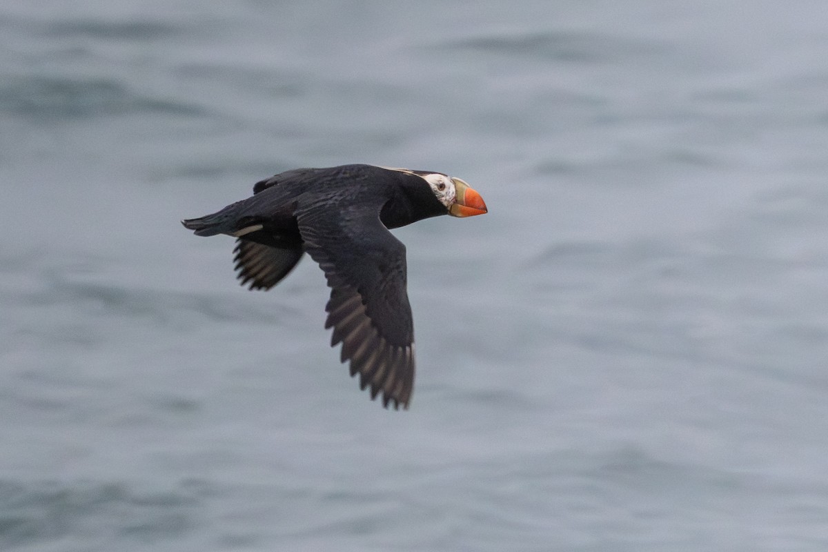 Tufted Puffin - ML638749739