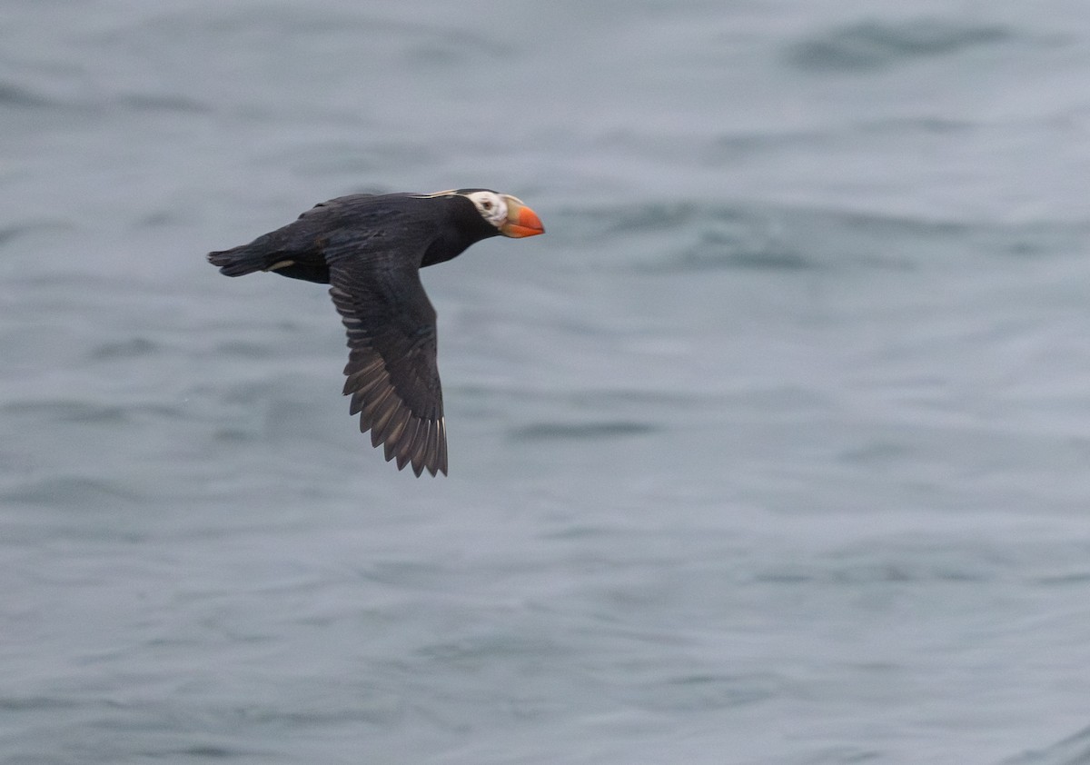 Tufted Puffin - ML638749740
