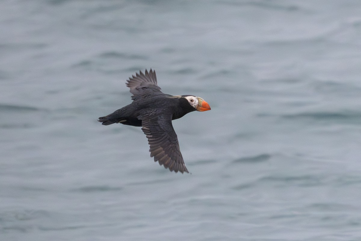 Tufted Puffin - ML638749741