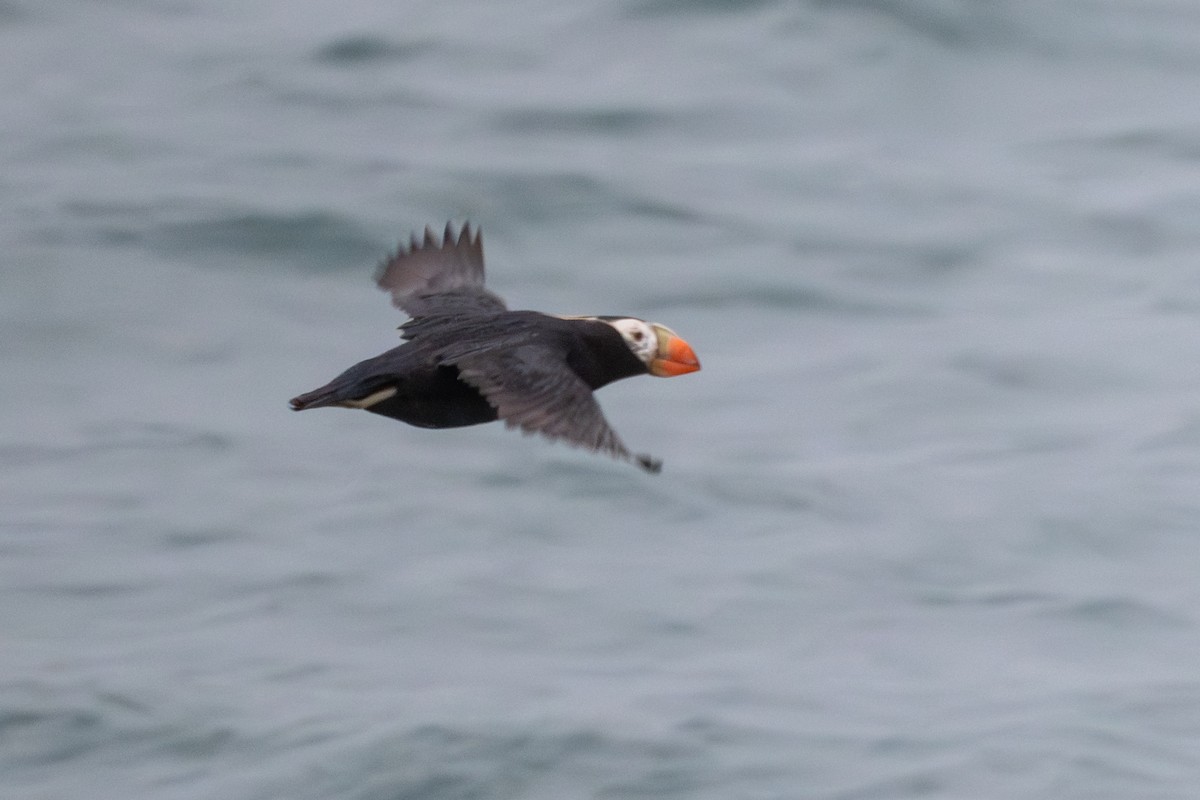 Tufted Puffin - ML638749742