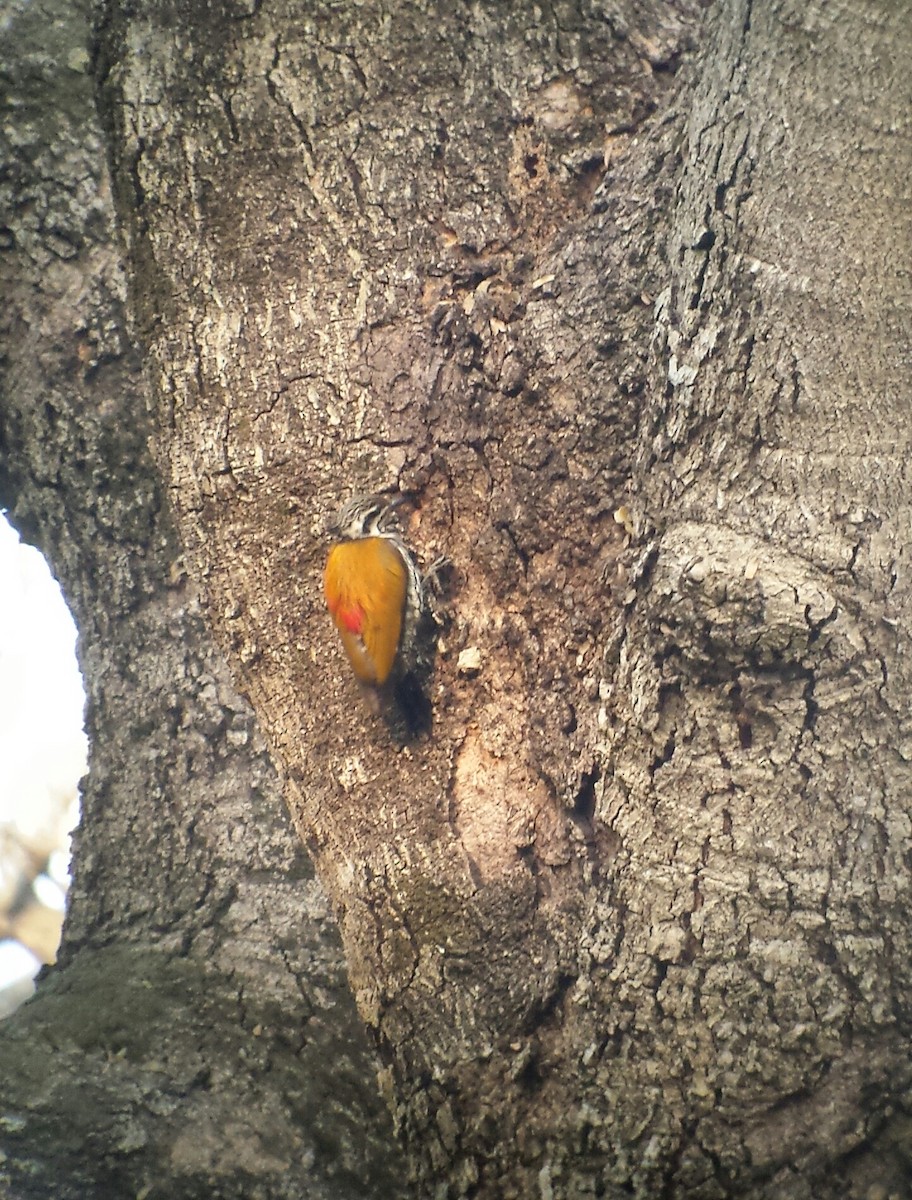 Himalayan Flameback - ML638749743