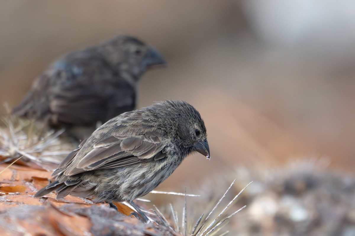 Small Ground-Finch - ML638749744