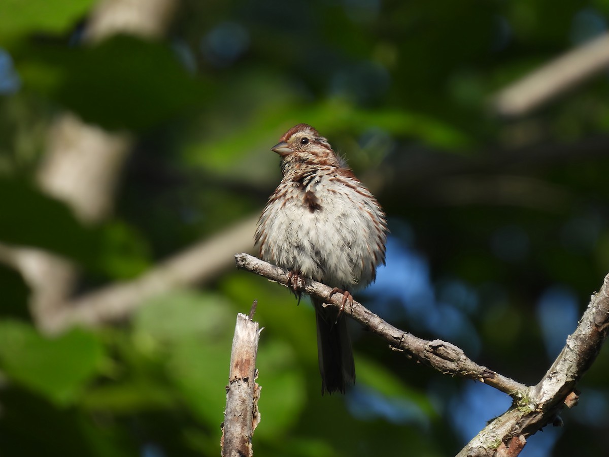 Song Sparrow - ML638749746