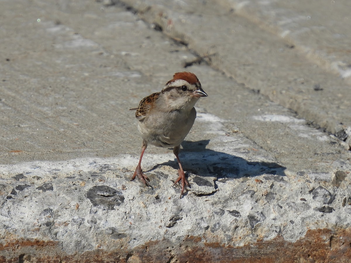 Chipping Sparrow - ML638749748