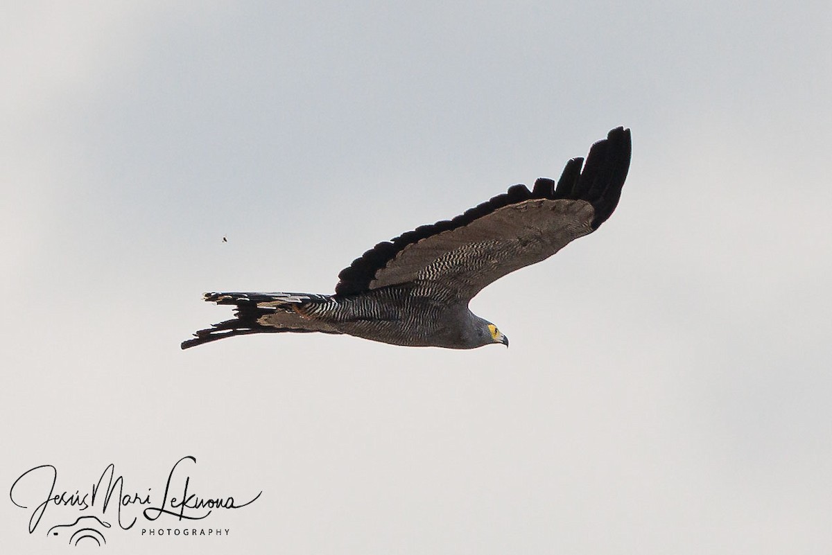 African Harrier-Hawk - ML638749749