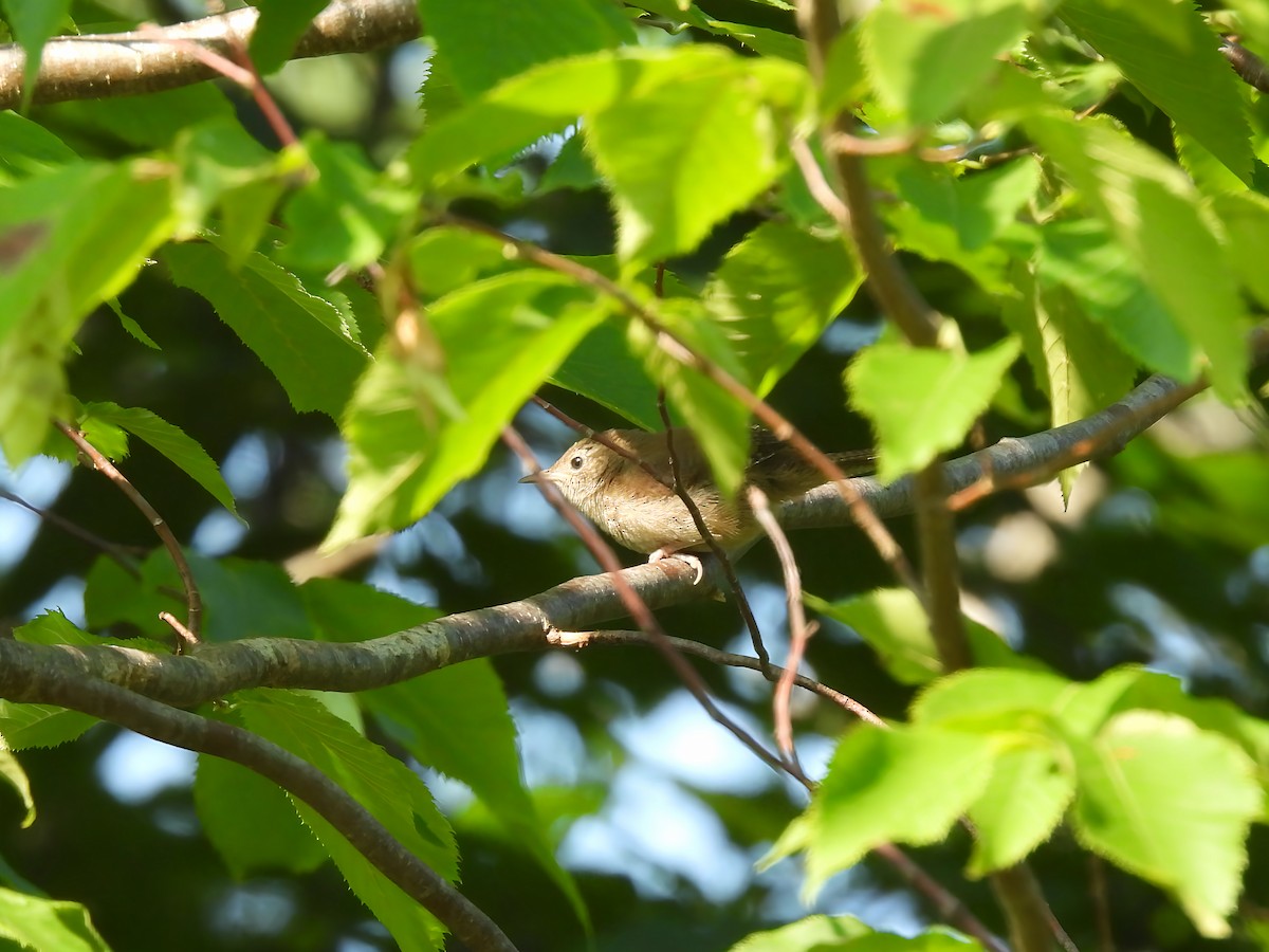 Northern House Wren - ML638749751
