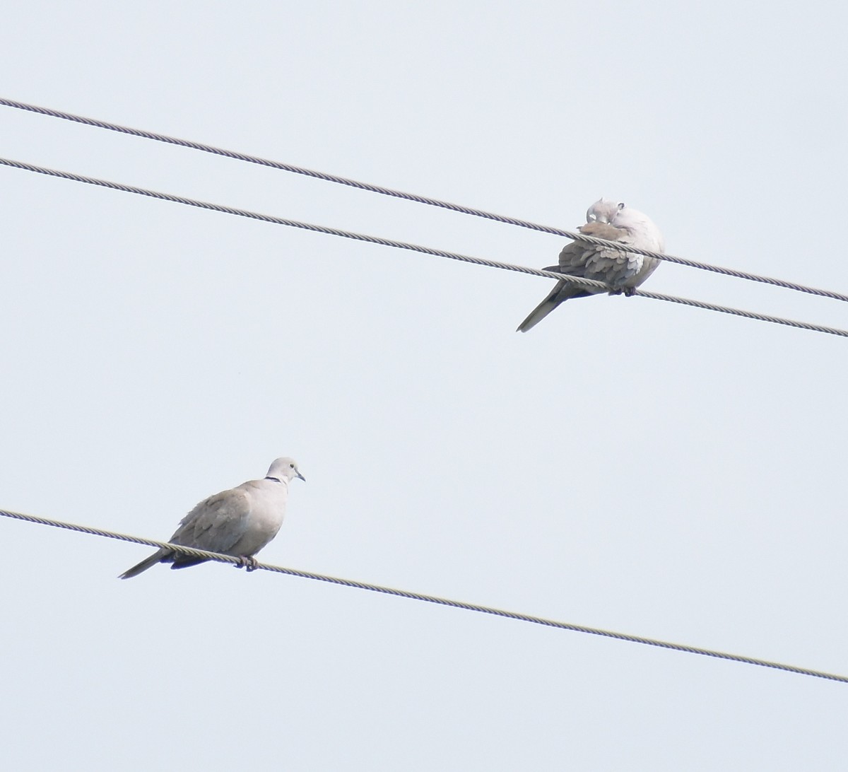 Eurasian Collared-Dove - ML638749753