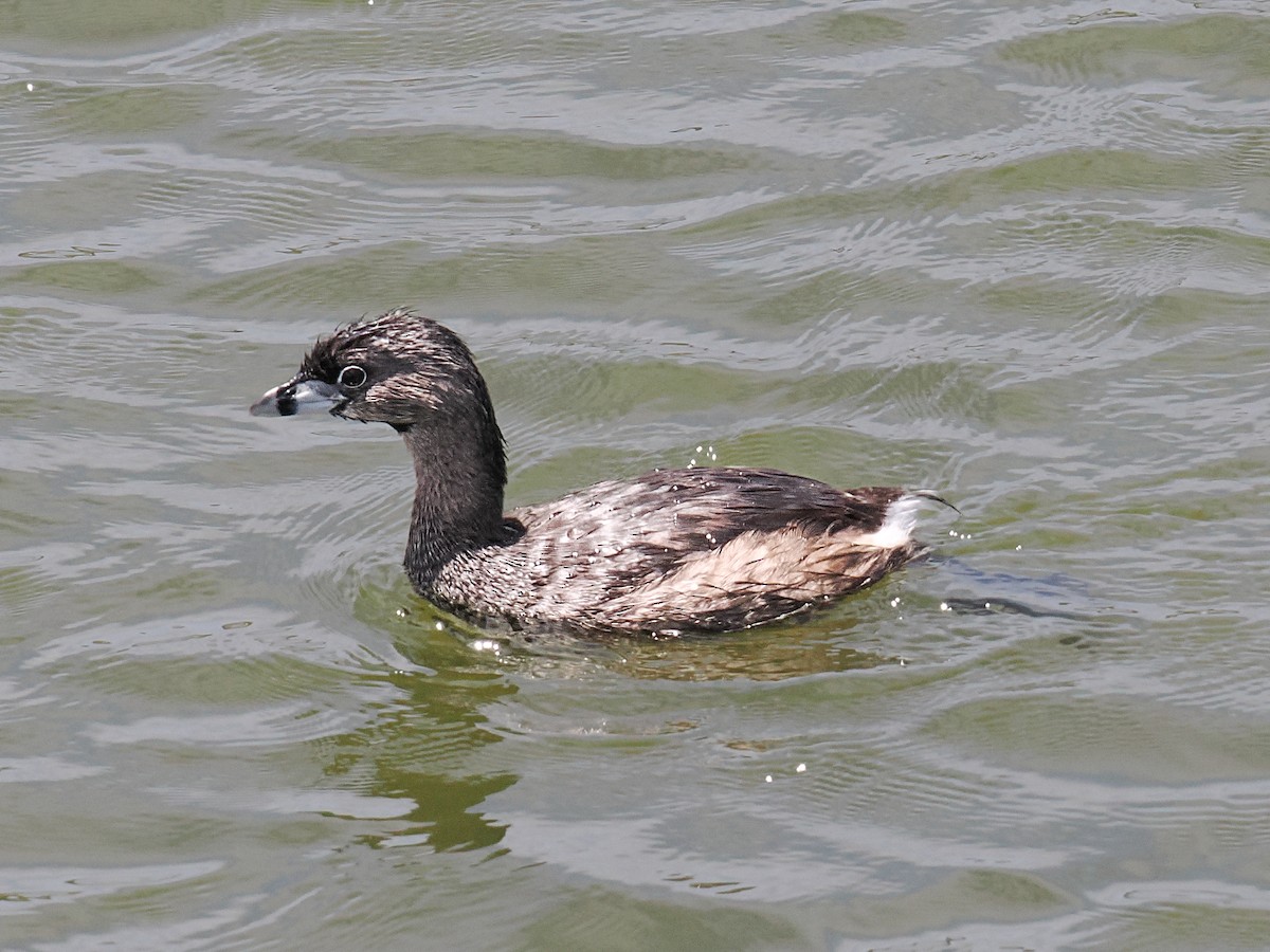 Canada Goose - ML638749755