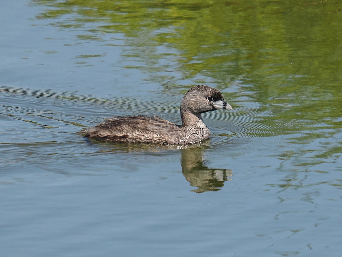 Canada Goose - ML638749756