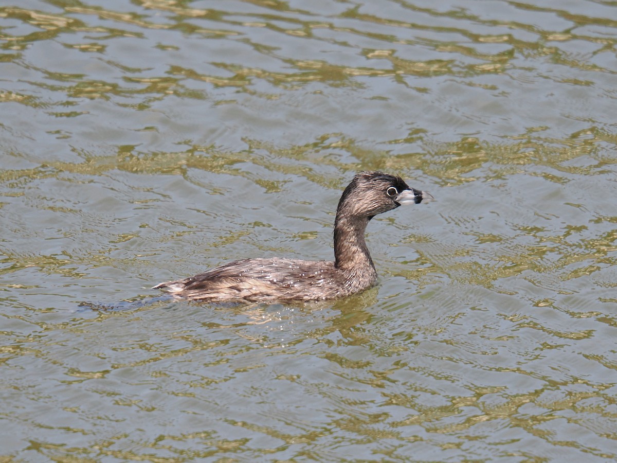 Pied-billed Grebe - ML638749757
