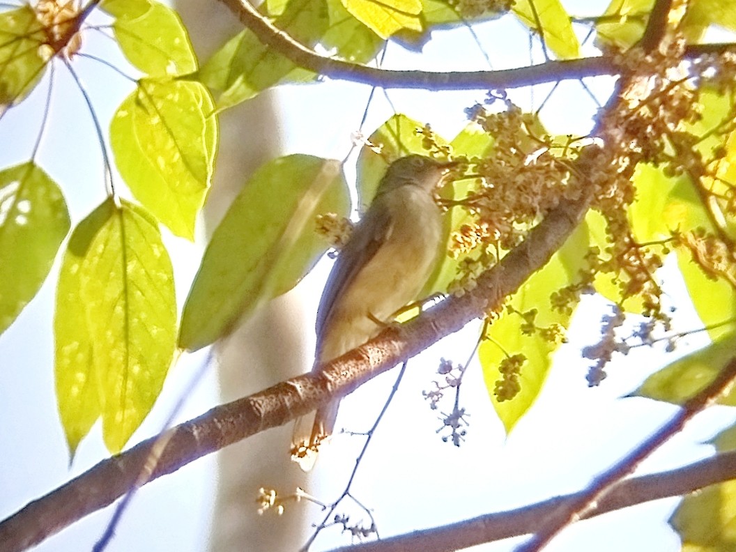 Cream-vented Bulbul - ML638749758