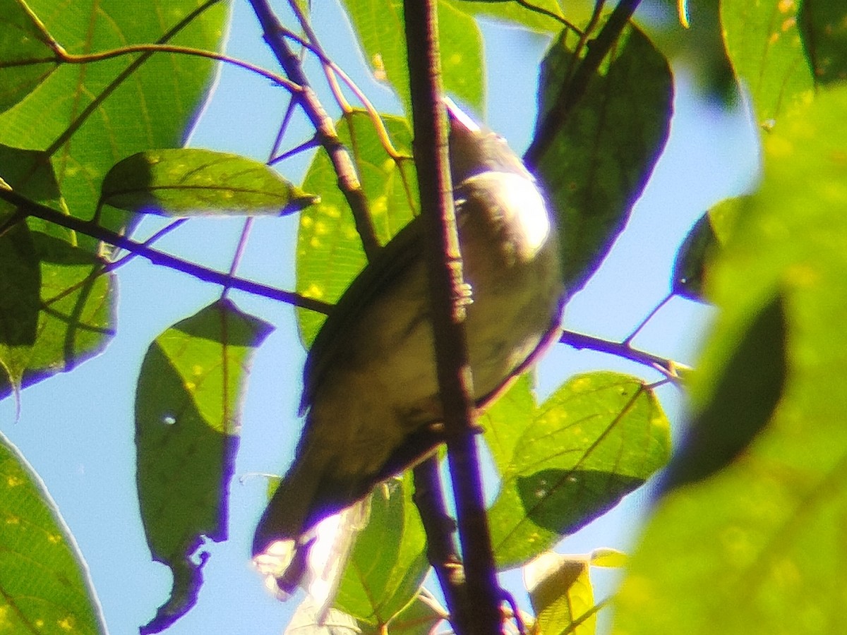 Cream-vented Bulbul - ML638749759