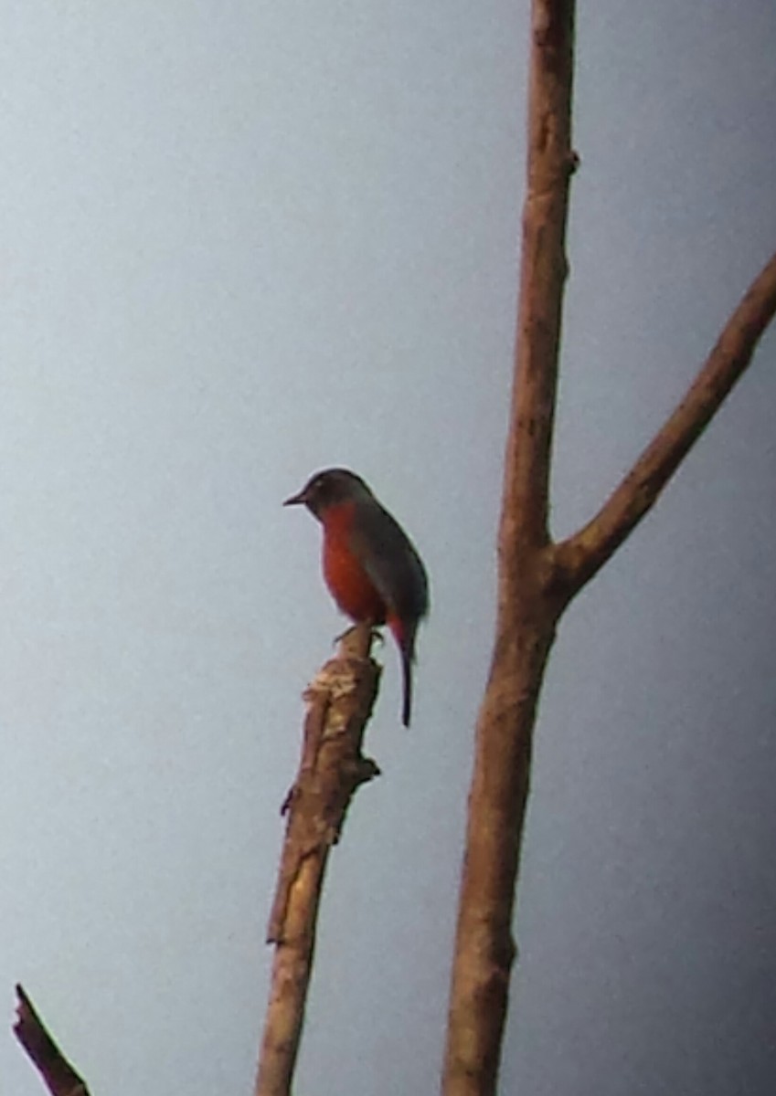 Chestnut-bellied Rock-Thrush - ML638749760