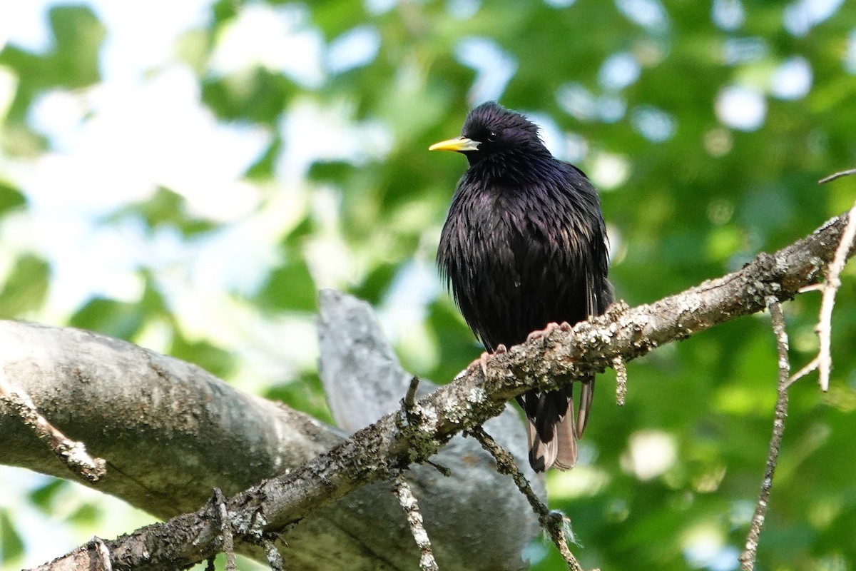 European Starling - ML638749761