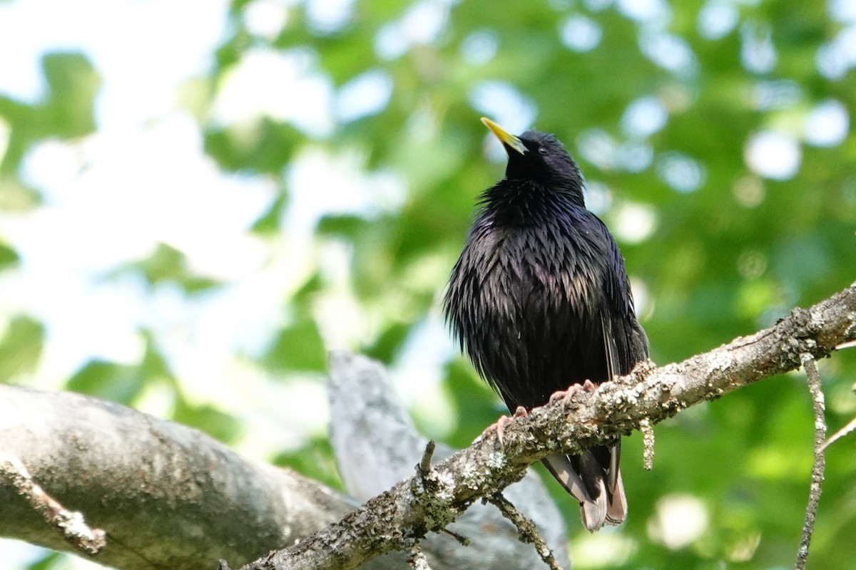 European Starling - ML638749762