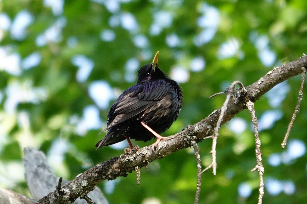 European Starling - ML638749763