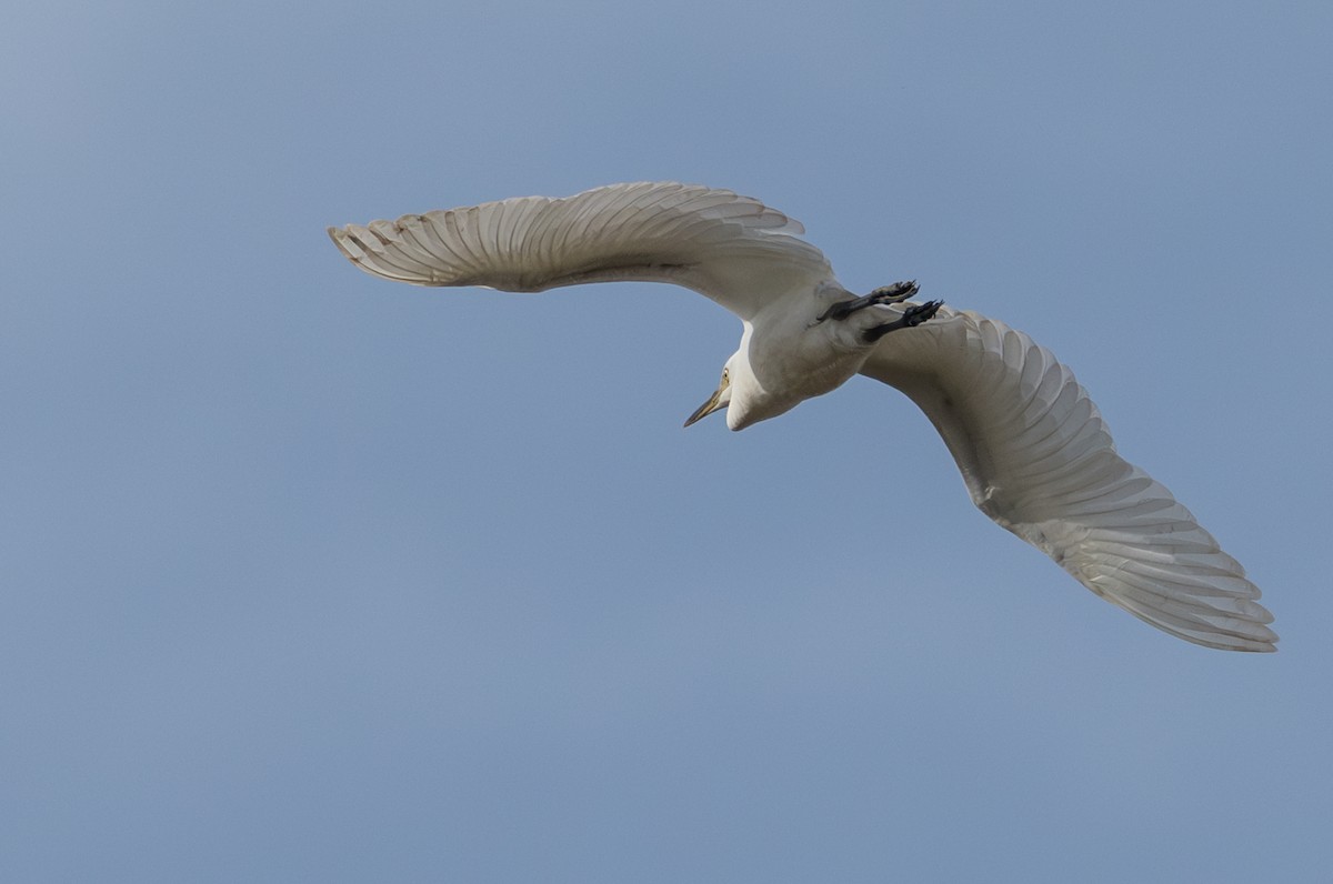 Great Egret - ML638749765