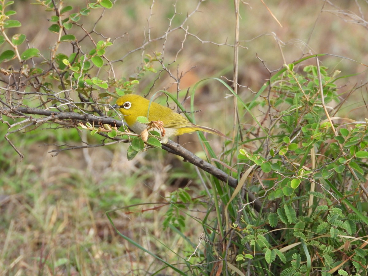 Indian White-eye - ML638749767