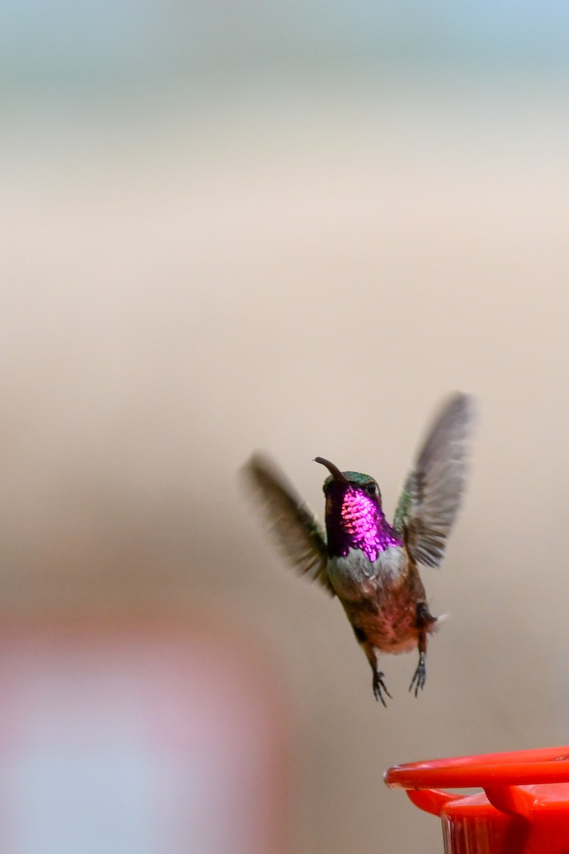 Lucifer Hummingbird - ML638749773