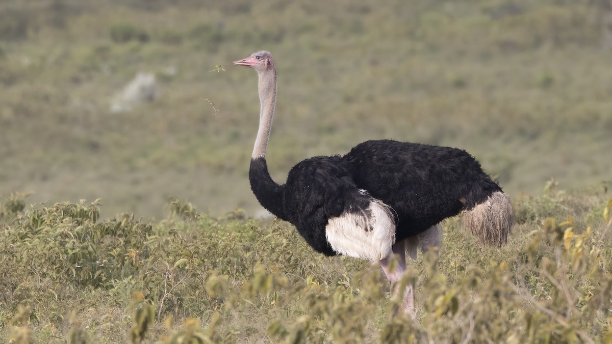 Common Ostrich - ML638749774
