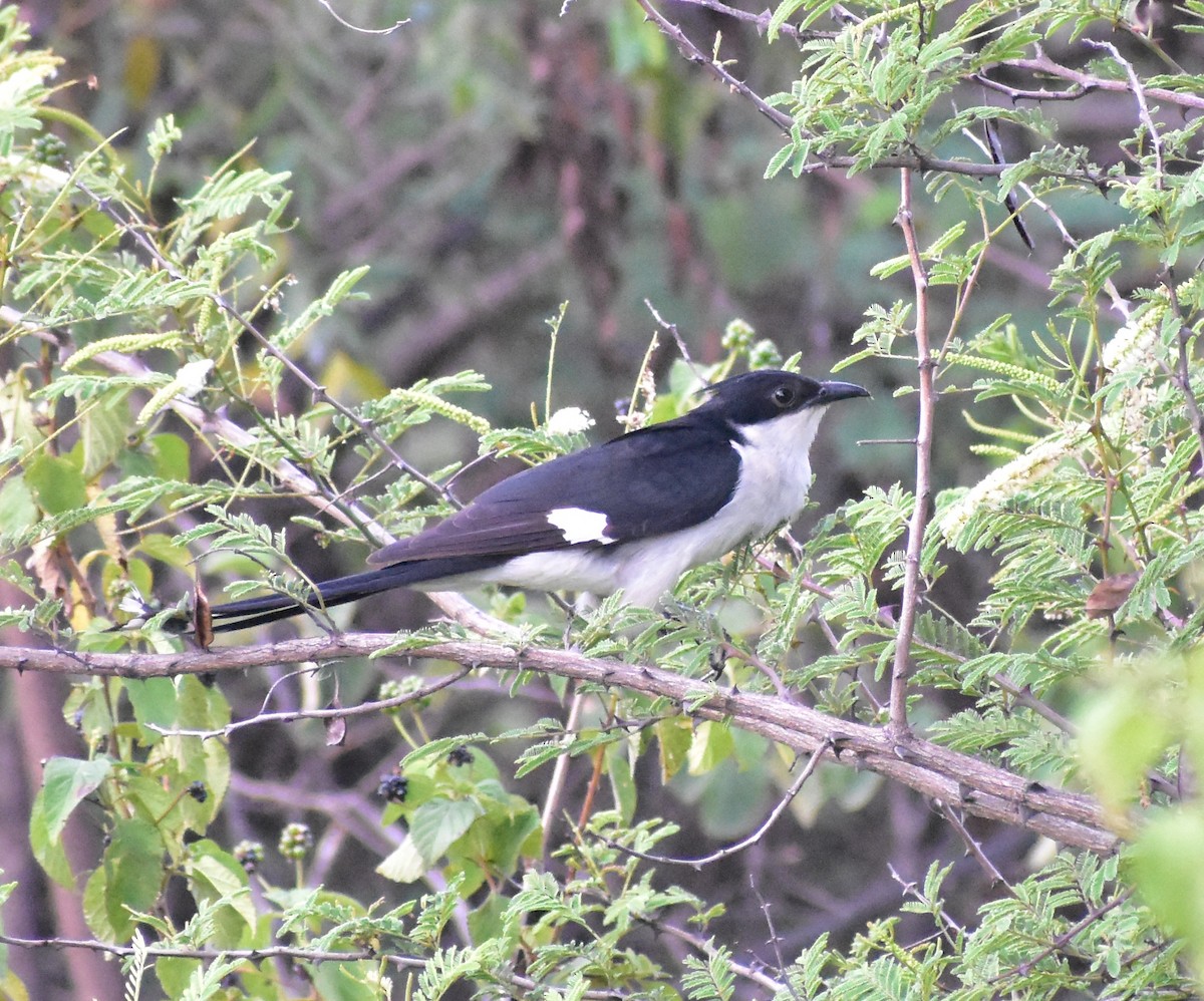 斑翅鳳頭鵑 - ML638749778