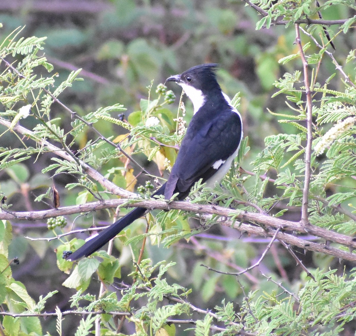 斑翅鳳頭鵑 - ML638749780