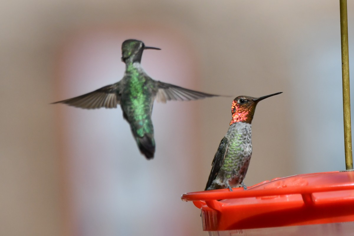 Anna's Hummingbird - ML638749784