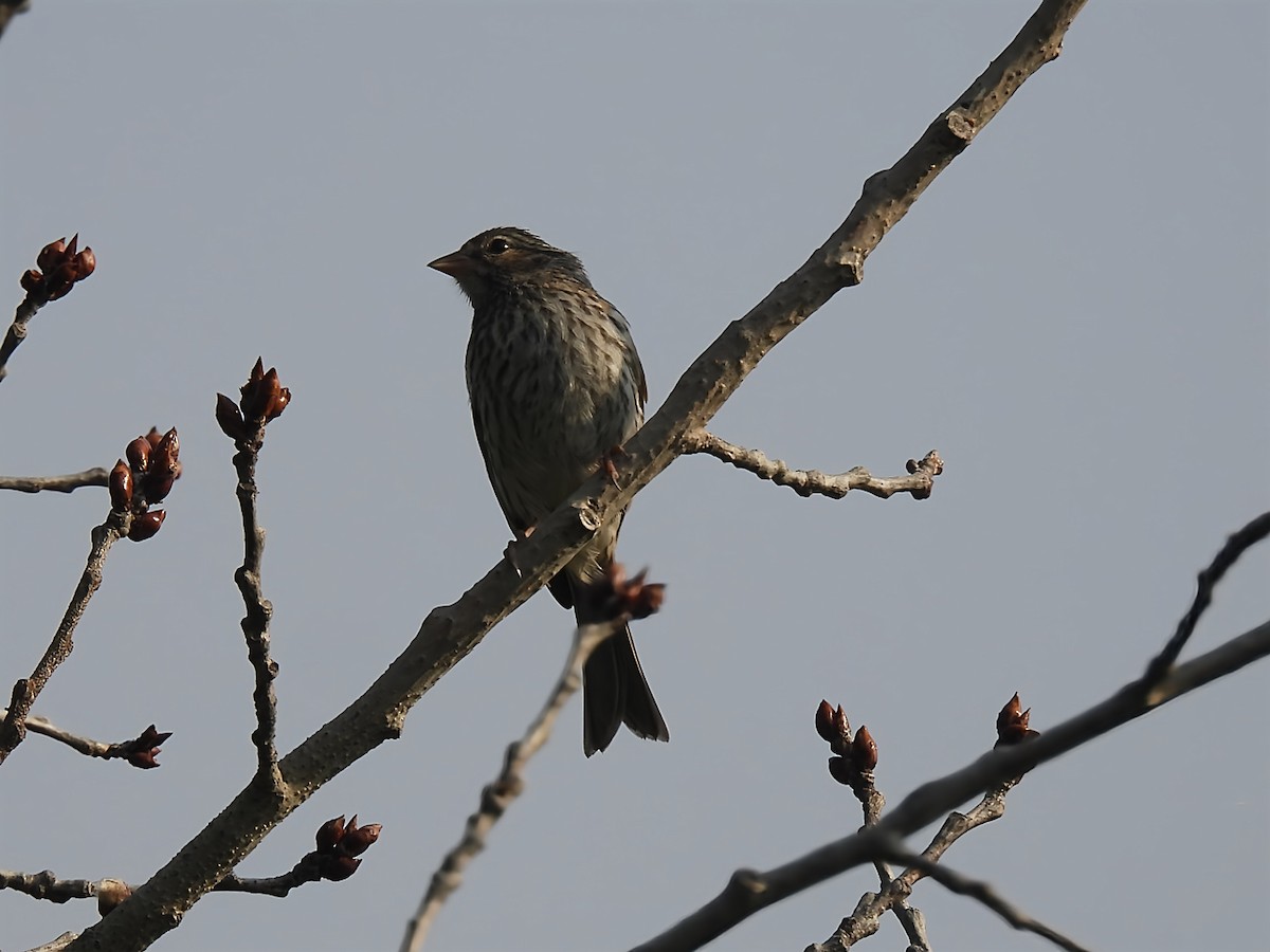 Purple Finch - ML638749785
