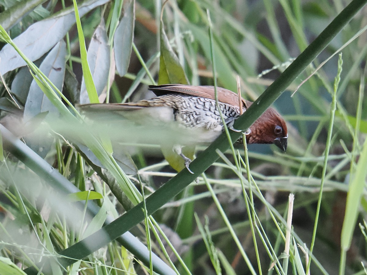 斑文鳥 - ML638749790