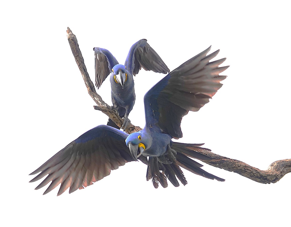 Hyacinth Macaw - ML638749792