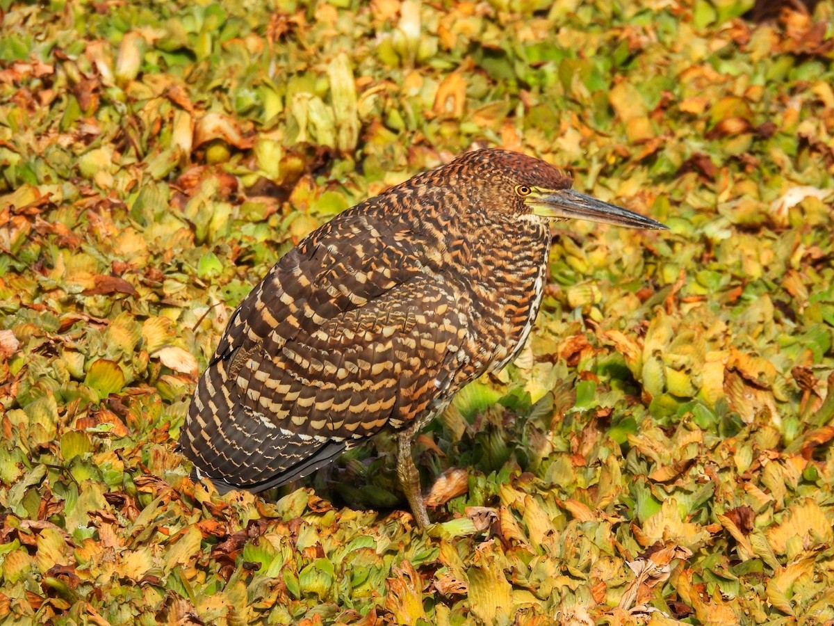 Rufescent Tiger-Heron - ML638749793