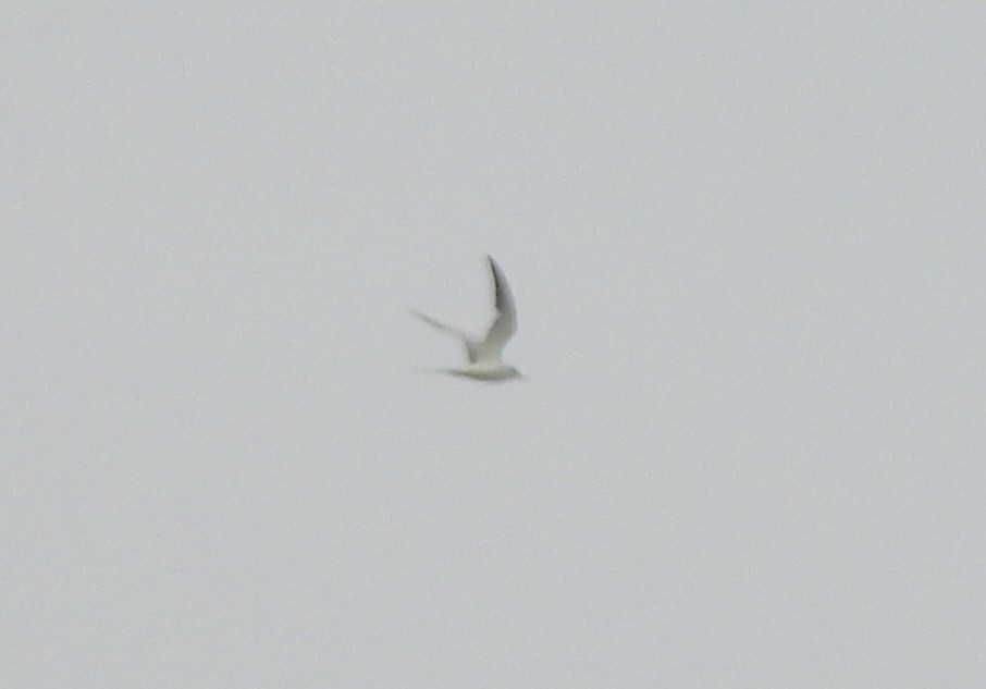 Forster's Tern - ML638749794