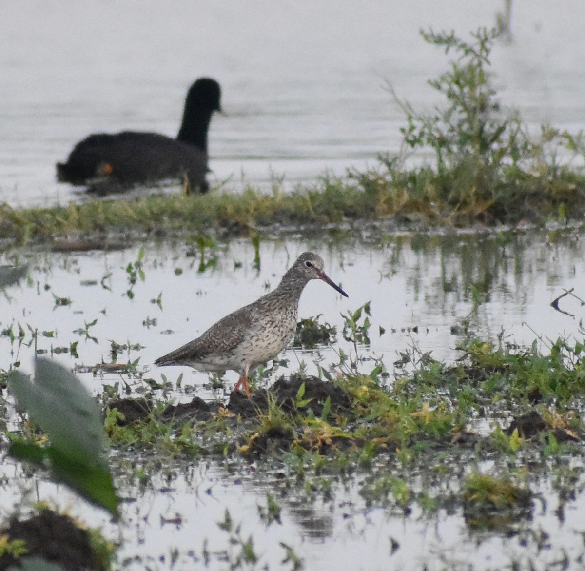 Common Redshank - ML638749812