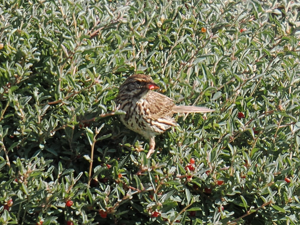 Bruant des prés - ML638749828